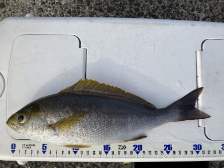 由良の大波止でカゴ釣り