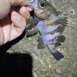 小一時間のメバリング