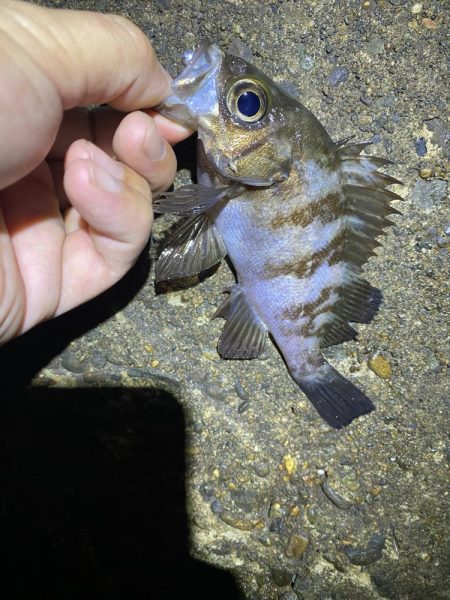 小一時間のメバリング