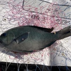 コッパの数釣り