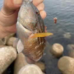 アジを求めて…