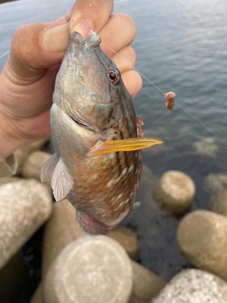 アジを求めて…