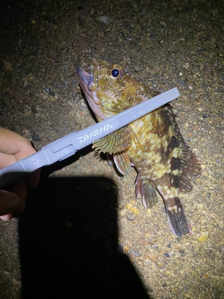 裏切らないガシリング