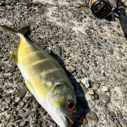 年々渋くなってきている