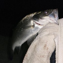 ミニセイゴ&ミニチヌ！