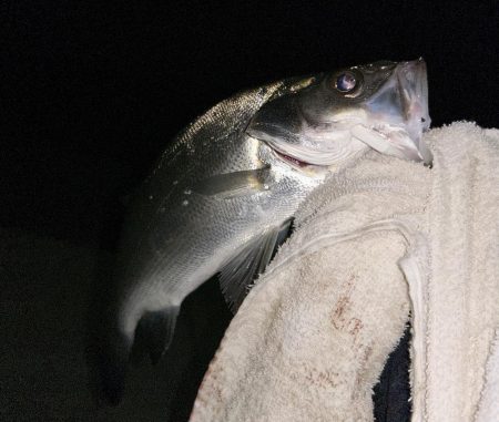 ミニセイゴ&ミニチヌ！