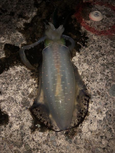 エギング　佐渡遠征⑥