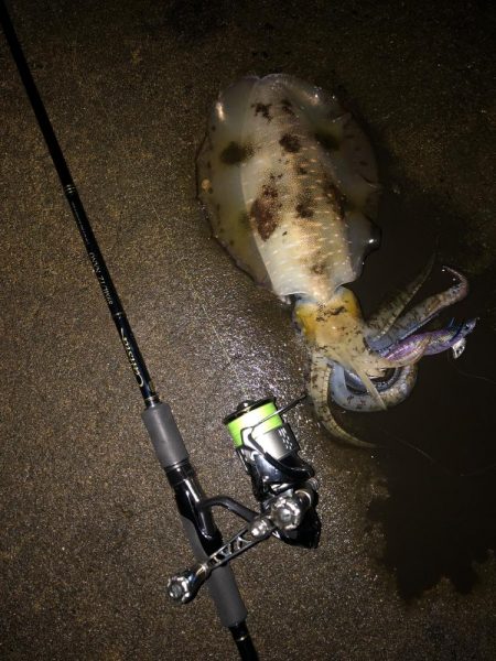 エギング　仕事帰りナイトゲーム