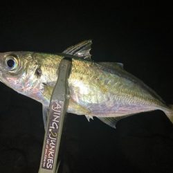 アジングイベント3