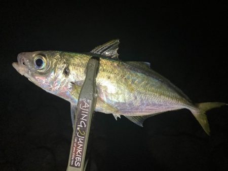 アジングイベント3