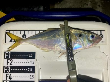 アジングイベント釣果