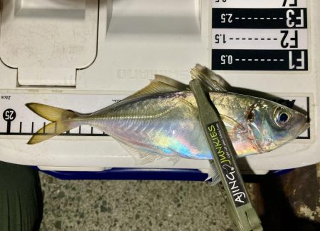 アジングイベント釣果