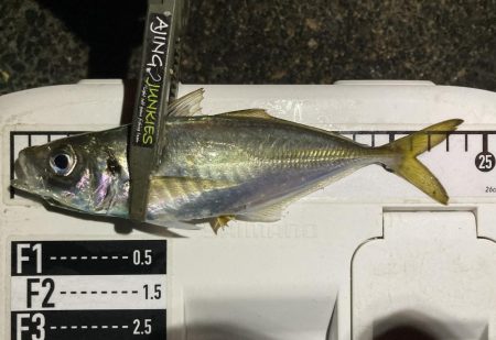 アジングイベント釣果