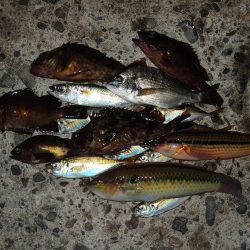 エビ撒き釣り 魚種は多いが小型