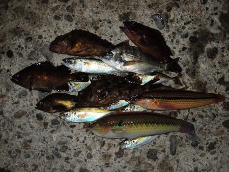 エビ撒き釣り　魚種は多いが小型