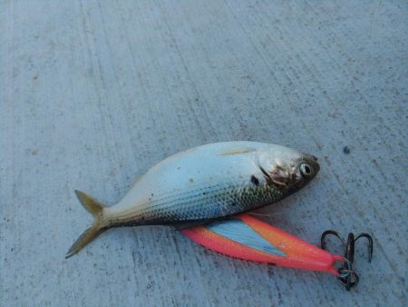 ベイトは居ますが・・・