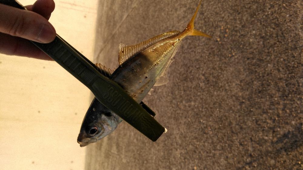 サビキ