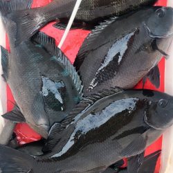 和歌山市江(吉丸渡船)でグレ釣り