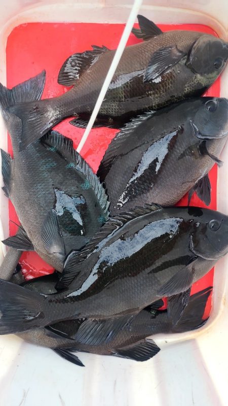 和歌山市江（吉丸渡船）でグレ釣り