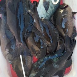 和歌山市江(吉丸渡船)で磯フカセ