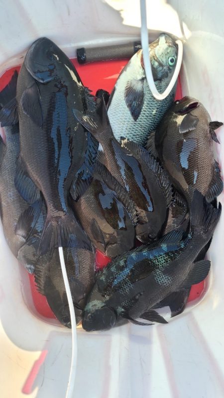 和歌山市江（吉丸渡船）で磯フカセ