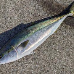 ブリブリのブリ