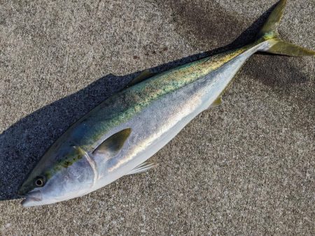 ブリブリのブリ