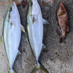 アコウメジメジ