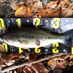 久々の津久井湖バス