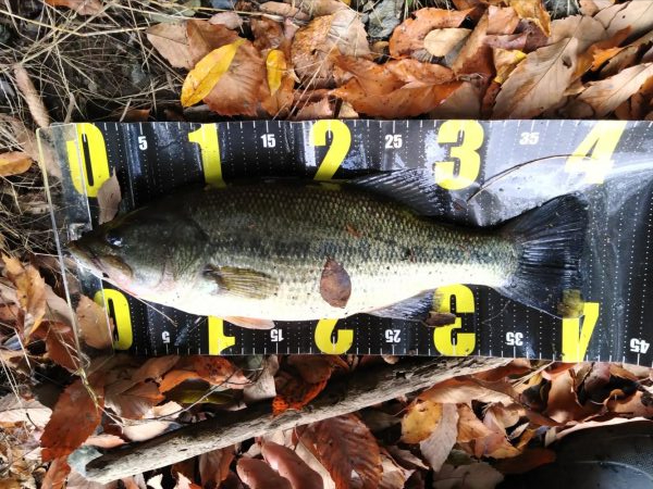 久々の津久井湖バス