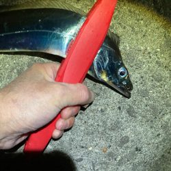 太刀魚シーズンは終了？