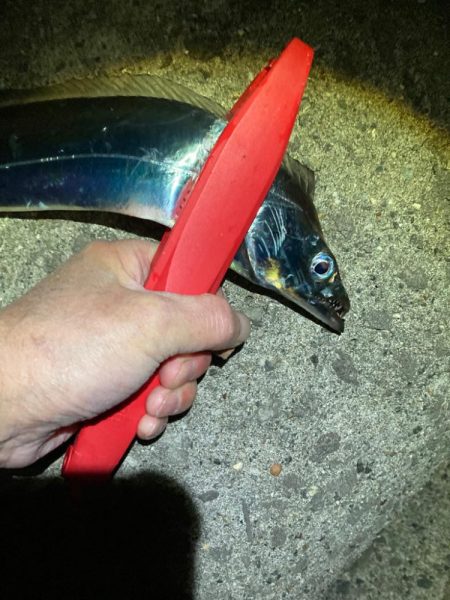 太刀魚シーズンは終了?