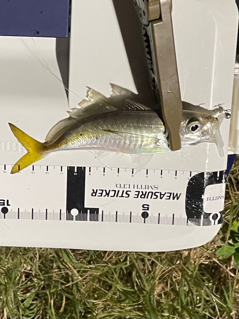 ジグ単de~アジング♪大潮のド干潮エグい