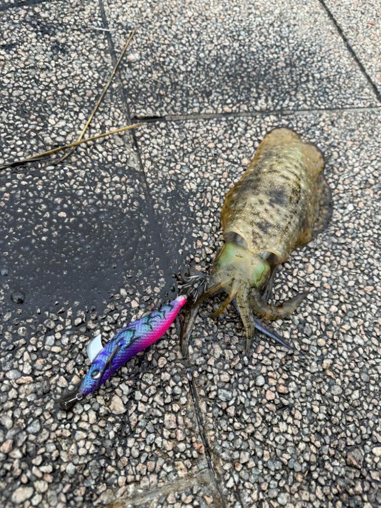 アオリイカにコウイカに、満足のエギングデイ