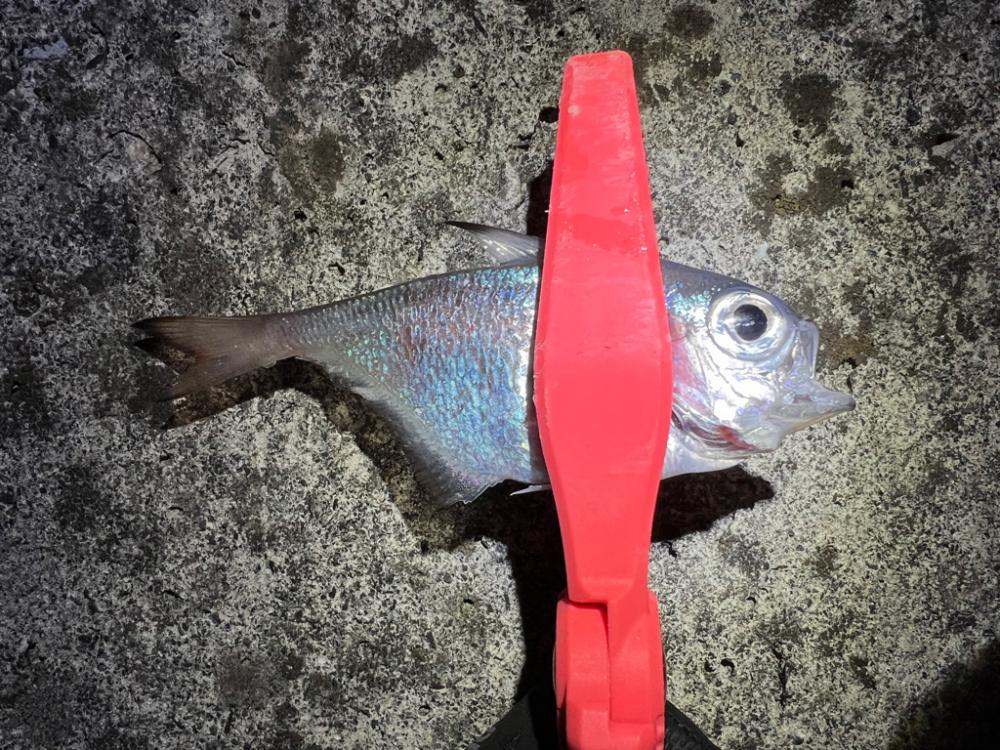 鯵を探して三千里 Vol.80