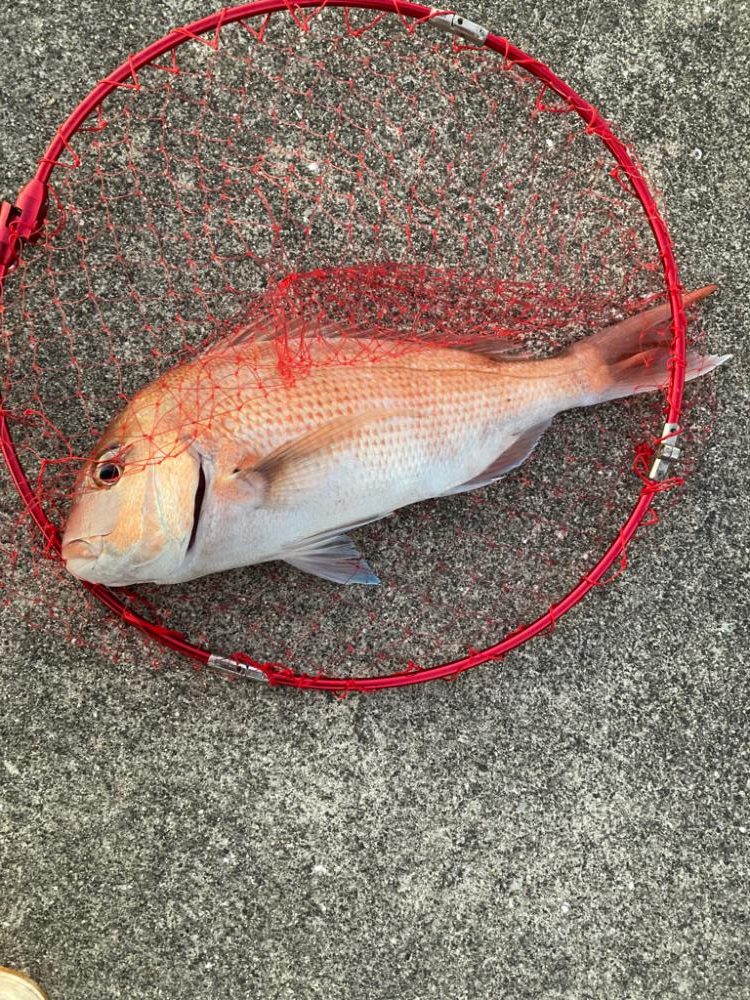 カゴ釣りで真鯛