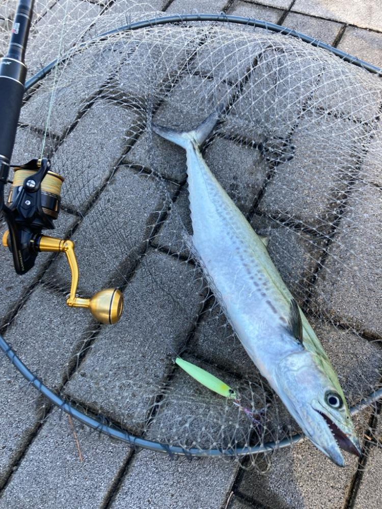 爆風明け湾奥コスモにイルカ飛来。何とか青牙1本。。。