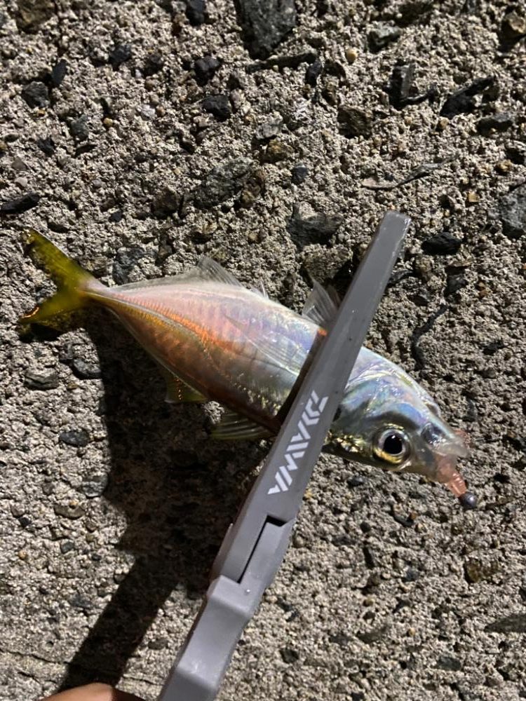 気温も釣果も激寒