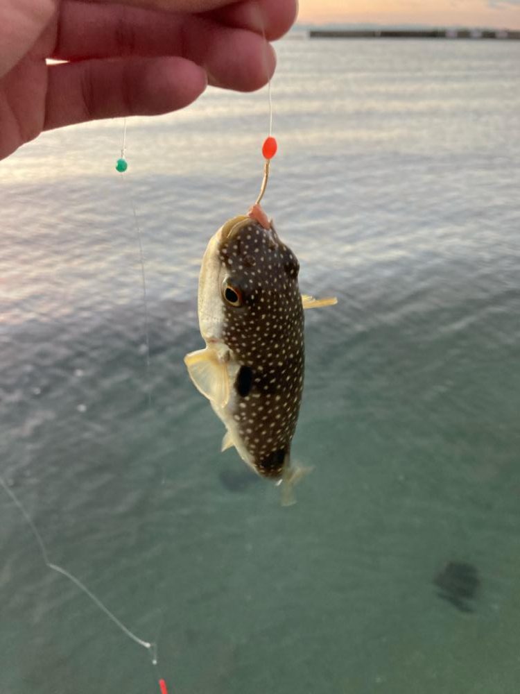 カレイ狙いでチヌ