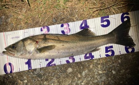 シーバスフィッシング