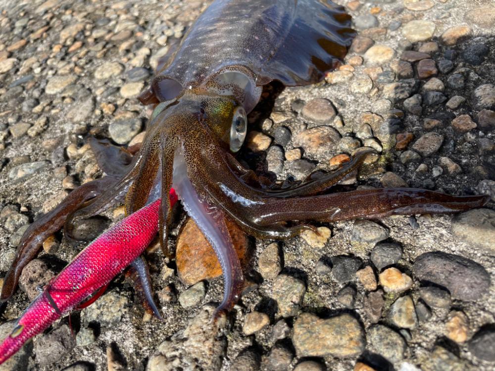 久々のアオリイカ(139杯目)