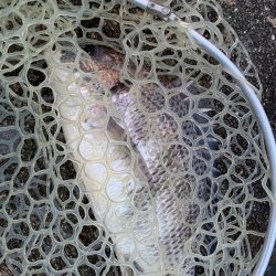 淀川のシーバス