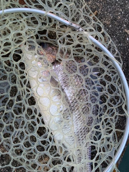 淀川のシーバス