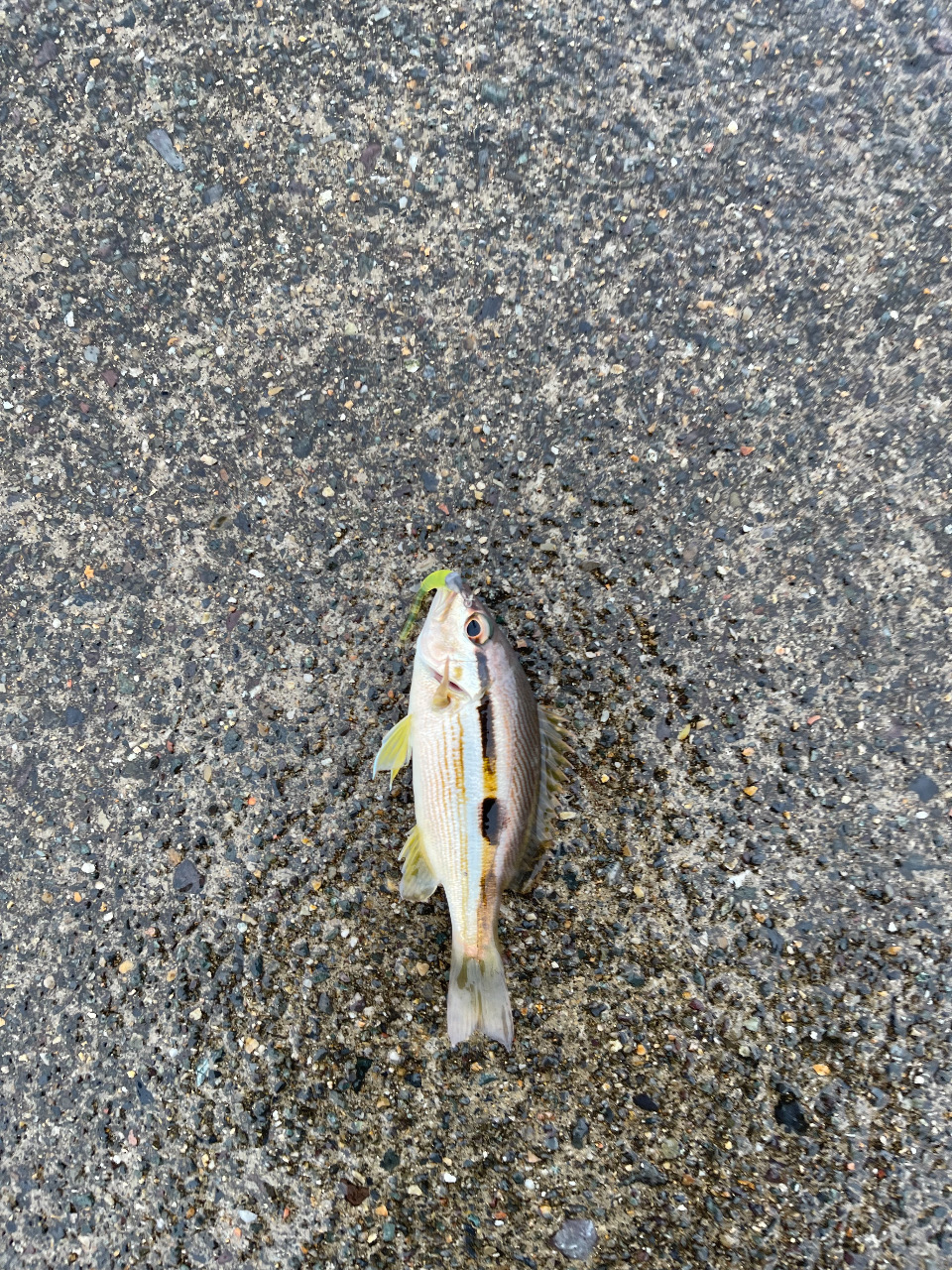 五目ライトゲーム