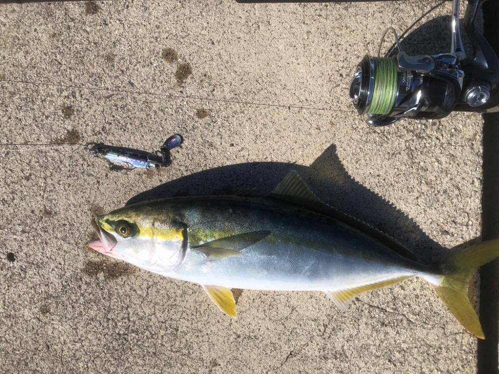 久しぶりの青物