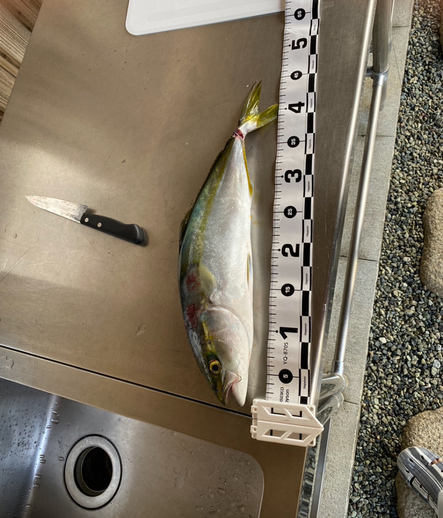 ノマセ釣りでハマチ！