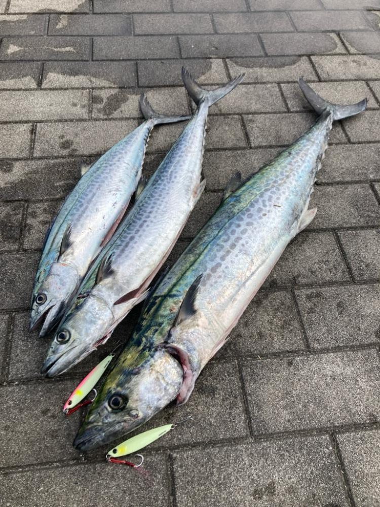 鰆87cm♪青牙ハットトリック🎶