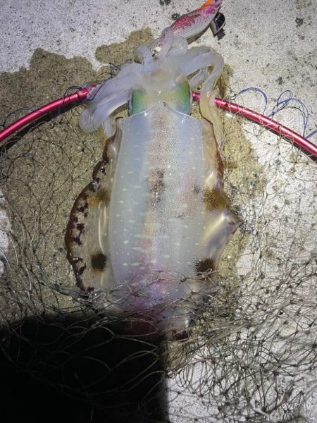 2023 佐渡ヶ島エギング 58回目【11…