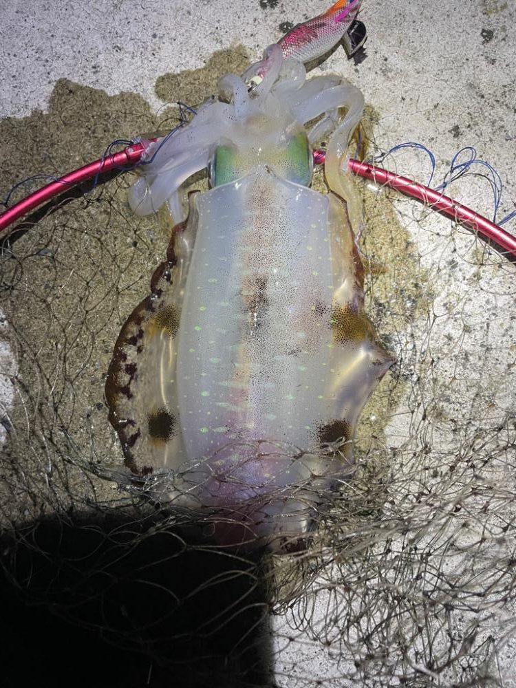 2023 佐渡ヶ島エギング 58回目【11月22日】