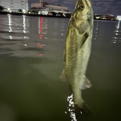 シーバスゲーム